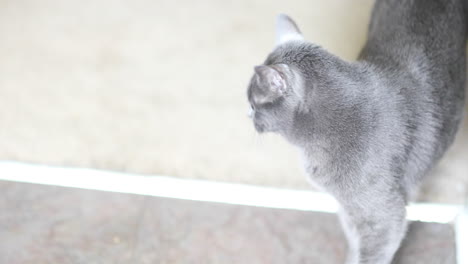 beautiful grey cat with green eyes in kitchen looks up at you then turns and walks away