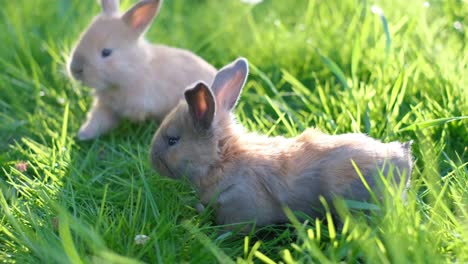 two small orange rabbits on bright green grass and green blurred background