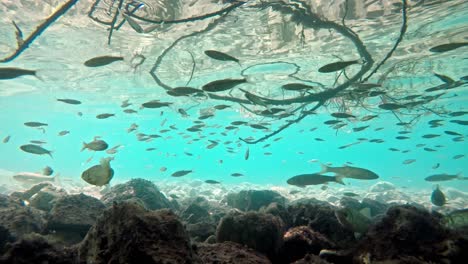 Fische-Schwimmen-In-Sehr-Klarem-Und-Transparentem-Flachwasser