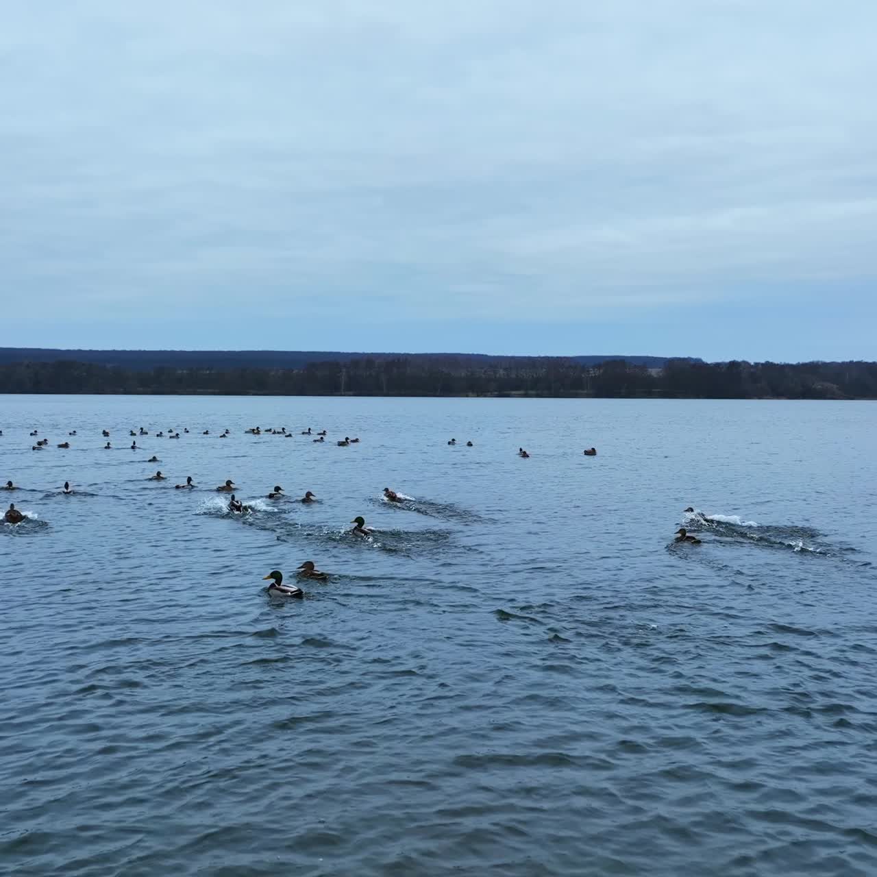 Stor flod med en stor flok gråænder. Broget fugleliv flyder og flyver over floden. Mørk skov i baggrunden