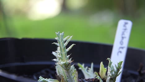 shot of a baby artichoke plant on a pot