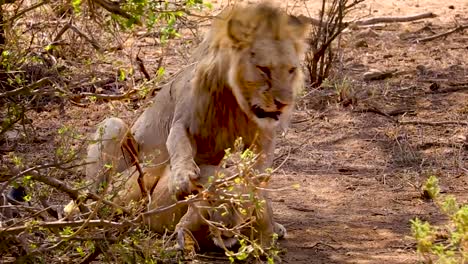 león africano apareándose con leona detrás de arbustos, cópula de vida silvestre y temporada de reproducción