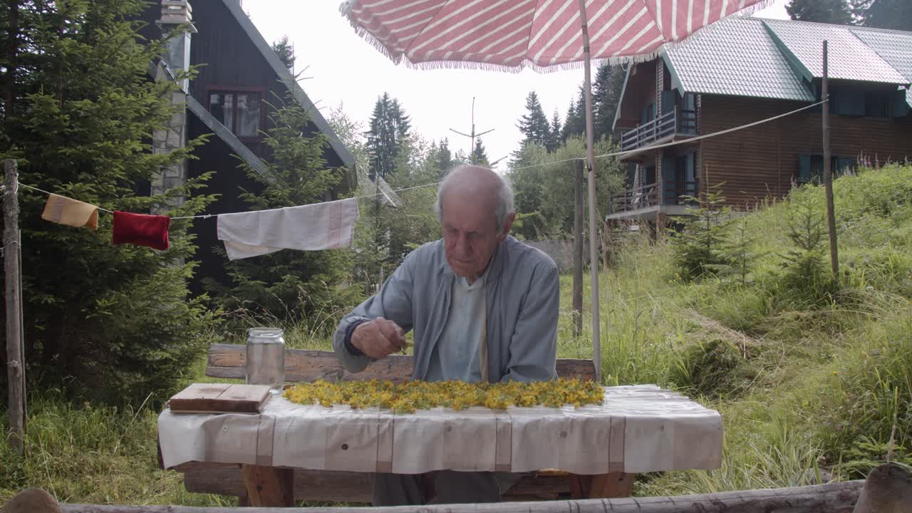 старик собирает и заготавливает зверобой в красивом саду, левая рука