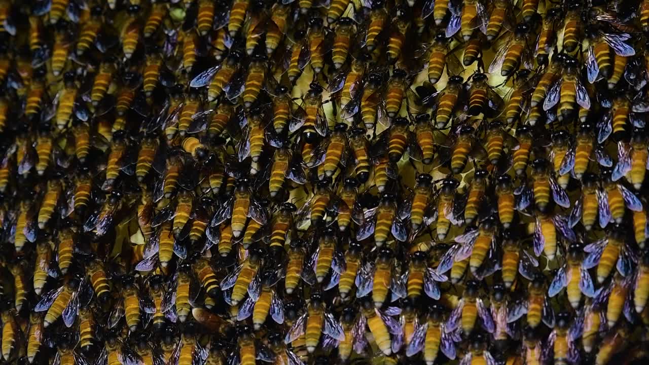 se sabe que las abejas melíferas gigantes construyen grandes colonias de nidos con bolsillos simétricos hechos de cera para almacenar miel como fuente de alimento.