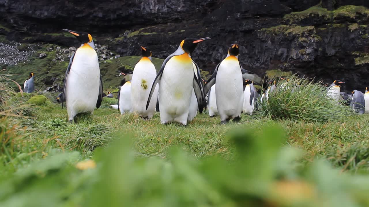 un gran grupo de pingüinos rey caminando hacia la cámara