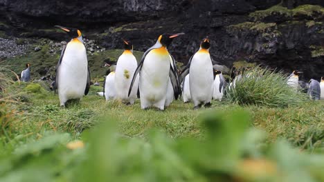 Un-Gran-Grupo-De-Pingüinos-Rey-Caminando-Hacia-La-Cámara