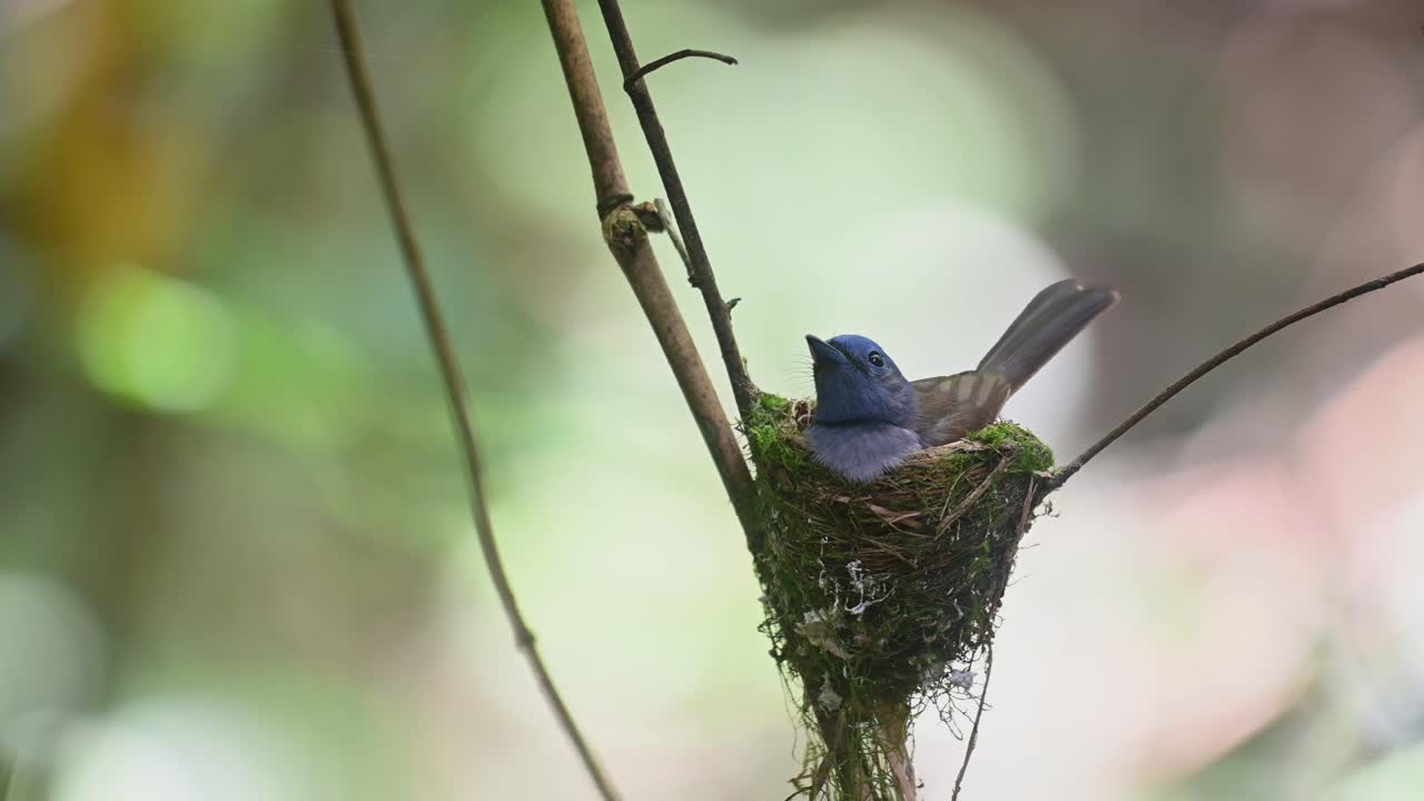 papamoscas azul de nuca negra, hypothymis azurea, kaeng krachan, tailandia