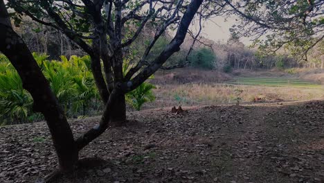 Static-shot-of-tree-trunks-and-areca-nut-plantation,-termite-mounds-in-background