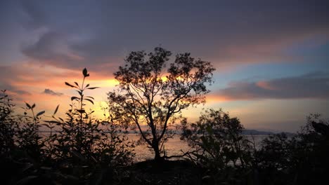 Panning-mangrove-tree-in-dusk-hour.