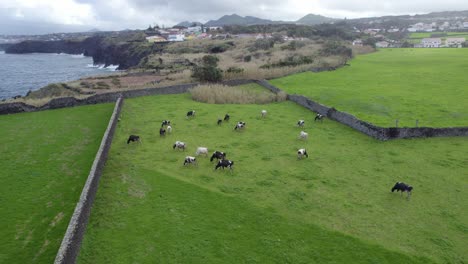 El-Ganado-Alimentado-Con-Pasto-Pasta-En-Pastos-Fértiles-En-La-Costa-De-São-Miguel,-Azores