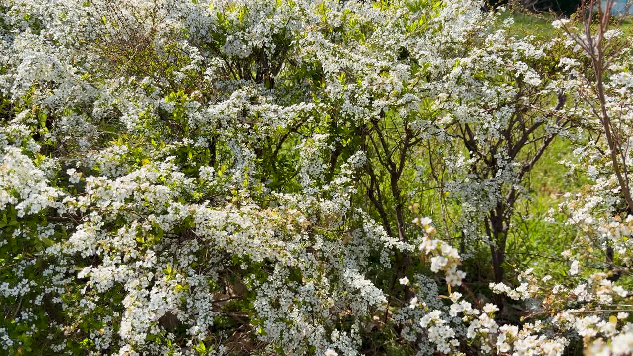 Static medium shot of a blooming white spirea thunbergii shrub in bright natural daylight