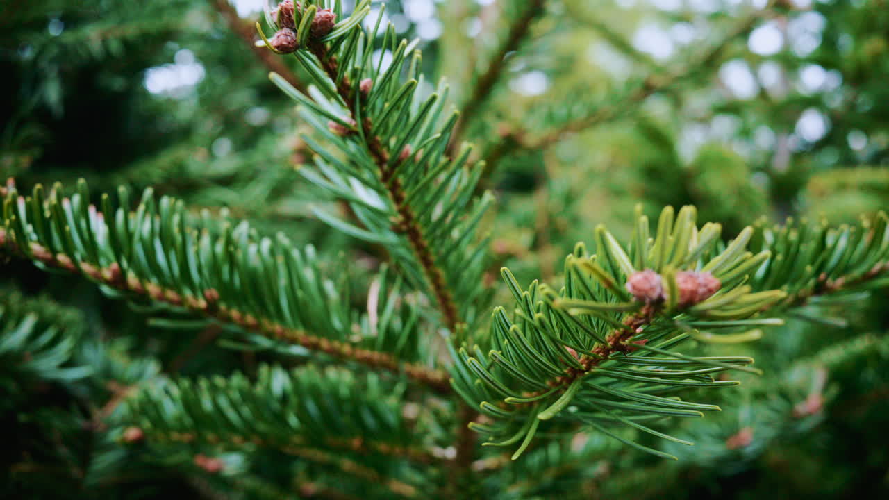 A detailed close up of green fir tree branches with fresh and vibrant needles