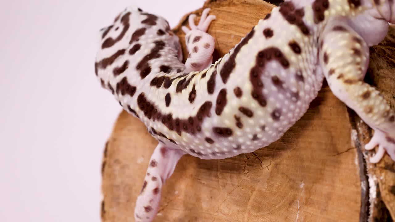 Primo piano dall'alto di un geco leopardo che si muove su un tronco di legno texturizzato