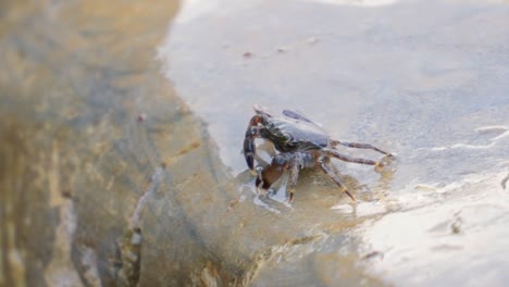 Pachygrapsus-marmoratus-is-a-species-of-crab,-sometimes-called-the-marbled-rock-crab-or-marbled-crab,-which-lives-in-the-Black-Sea,-the-Mediterranean-Sea-and-parts-of-the-Atlantic-Ocean.