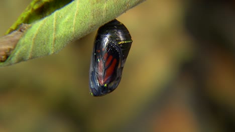 蝴蝶在 chrysalis 中的蝴蝶