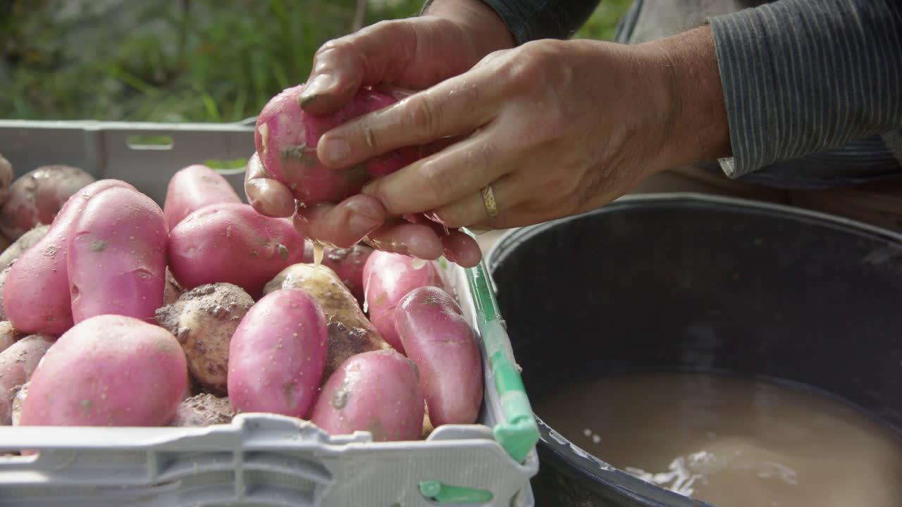 SLOW MOTION WIDE, farmer washes the skin of a newly harvested cherie potato
