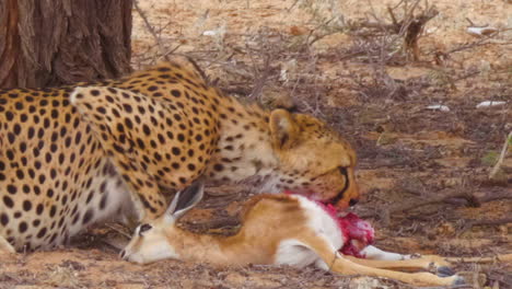 a cheetah gorging on the intestines of a freshly killed deer in kalahari desert, south africa - close up