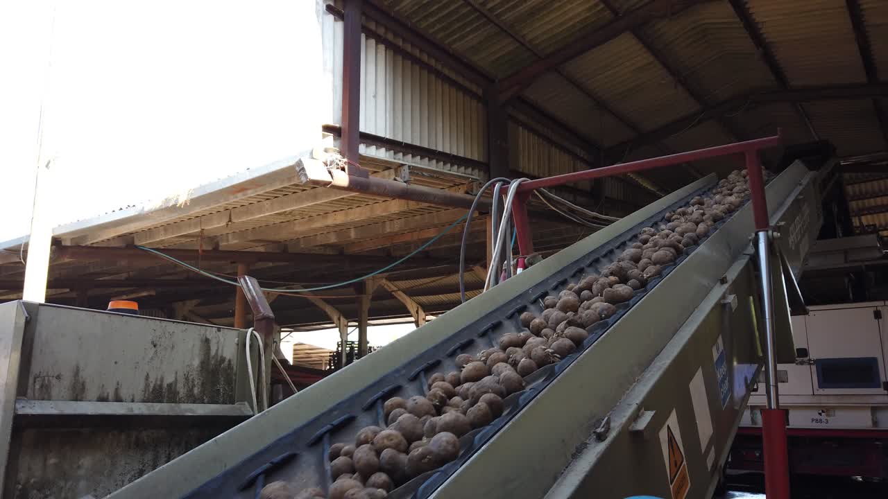 Potatoes move along a conveyor belt as part of a the grading process