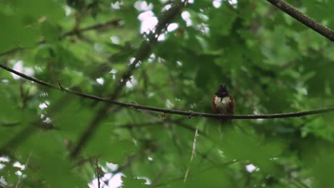 Zeitlupe,-Mittlere-Aufnahme-Von-Geflecktem-Towhee,-Der-Im-Wald-Singt