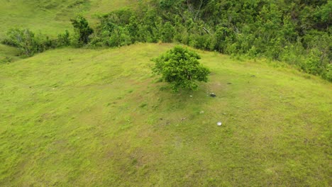 Lush-Green-Trees-Grown-On-Hilltop-In-A-Rural-Town