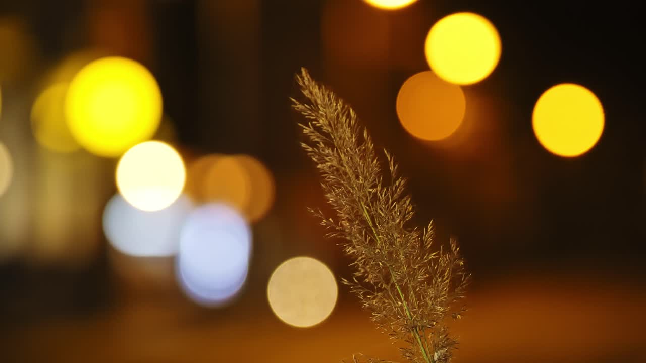 Lonely grass plant in sharp focus against blurred night city lights and traffic