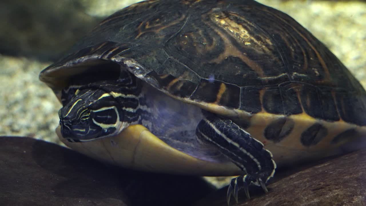 большая черепаха двигает головой и ловит что-то в воде, стоя на камнях в аквариуме данури, южная корея