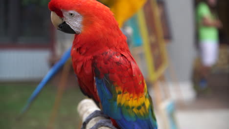 Loro-Rojo-Colgando-Para-La-Cámara