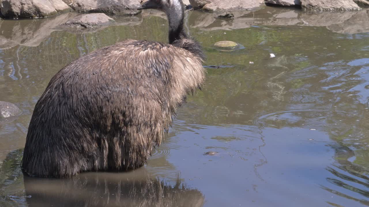 pájaro emú en el agua del estanque en el norte de queensland