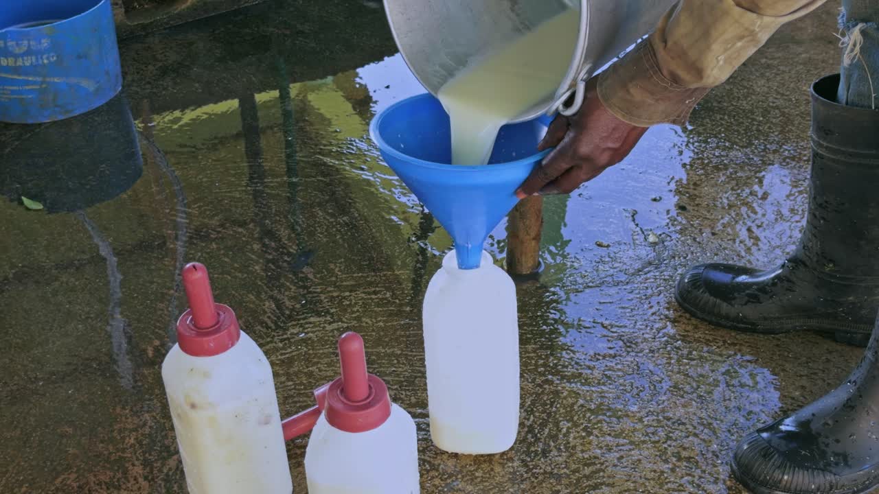Farmer pouring milk into a feeding bottle using a funnel to hand-rear a young calf in a barn