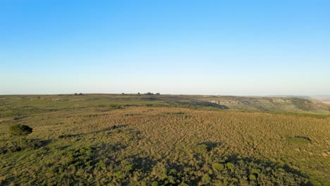 Tracking-of-Horses-as-They-Graze-In-Distance-On-Hillside,-Buenos-Aires