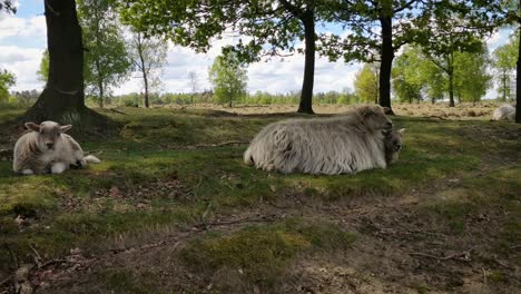 Schafe,-Die-Auf-Einer-Heide-Weiden-Und-Sich-Im-Schatten-Ausruhen