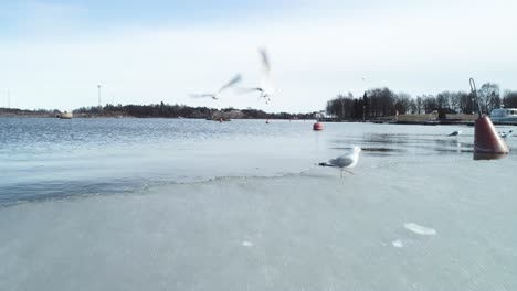 toma en movimiento de algunas aves de pie y volando desde una plataforma de hielo en helsinki, finlandia