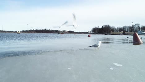 moving shot of some birds standing and flying from an ice shelf in helsinki, finland