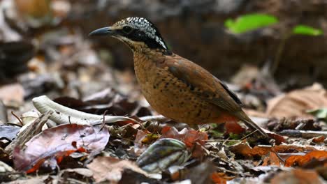 pitta de orejas, hydrornis phayrei, tailandia