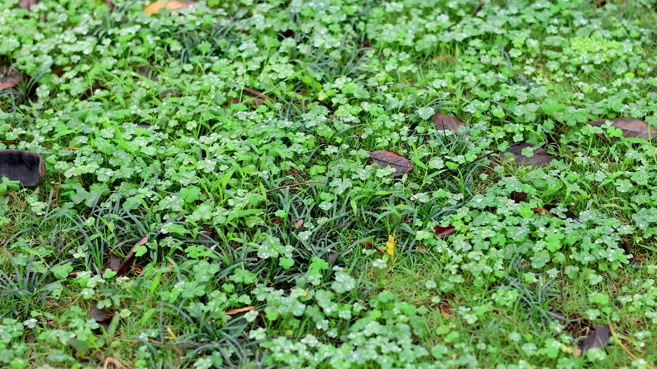 primer plano de la hierba con gotas de agua