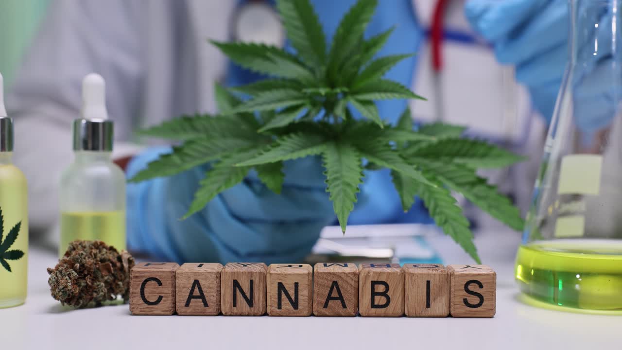 Forsker undersøger cannabisplante og -produkter i et laboratorium