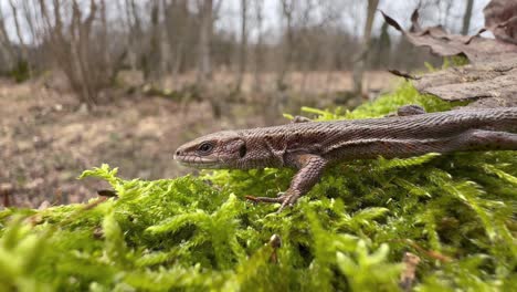 common lizard (zootoca vivipara) lying motionless on a mossy tree trunk.