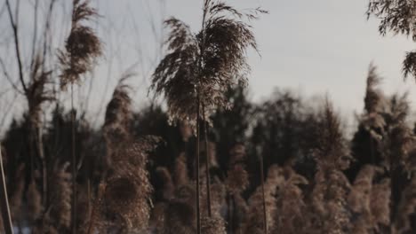 the tops of cat tail plant seeds blowing in the wind