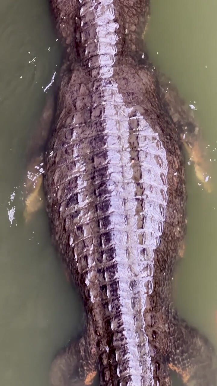Bovenaanzicht van een grote krokodil die langzaam zwemt door troebel groen water bij daglicht