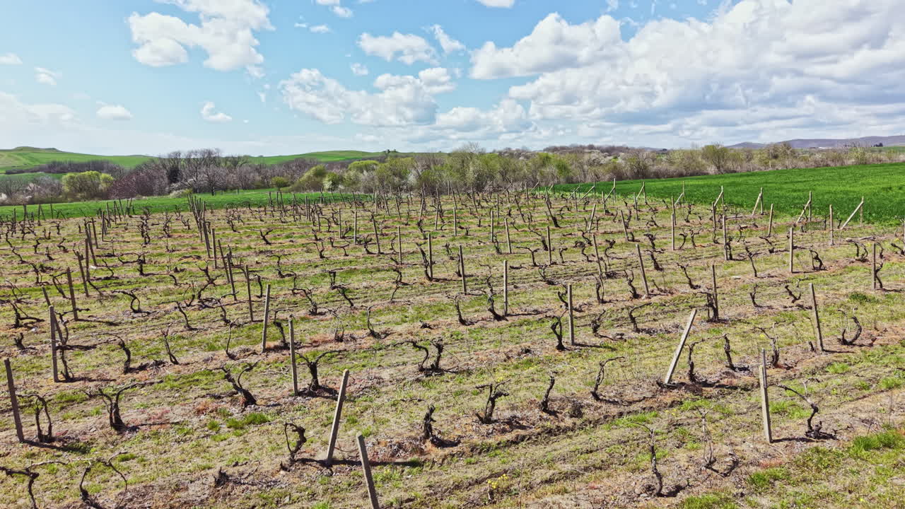 Viñedo en una zona rural con hileras de vides bajo un cielo nublado durante el día en primavera, con colinas verdes de fondo.