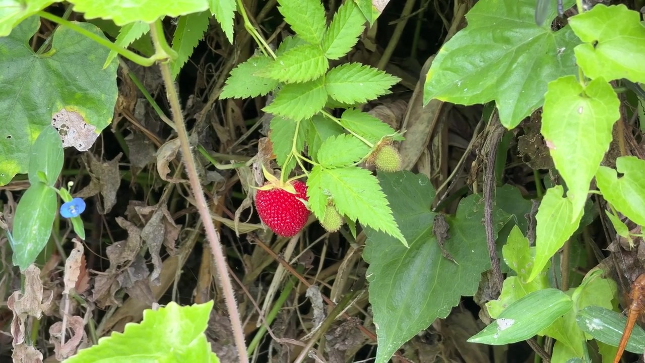 Single Ripe Wild Raspberry Growing on a Bush