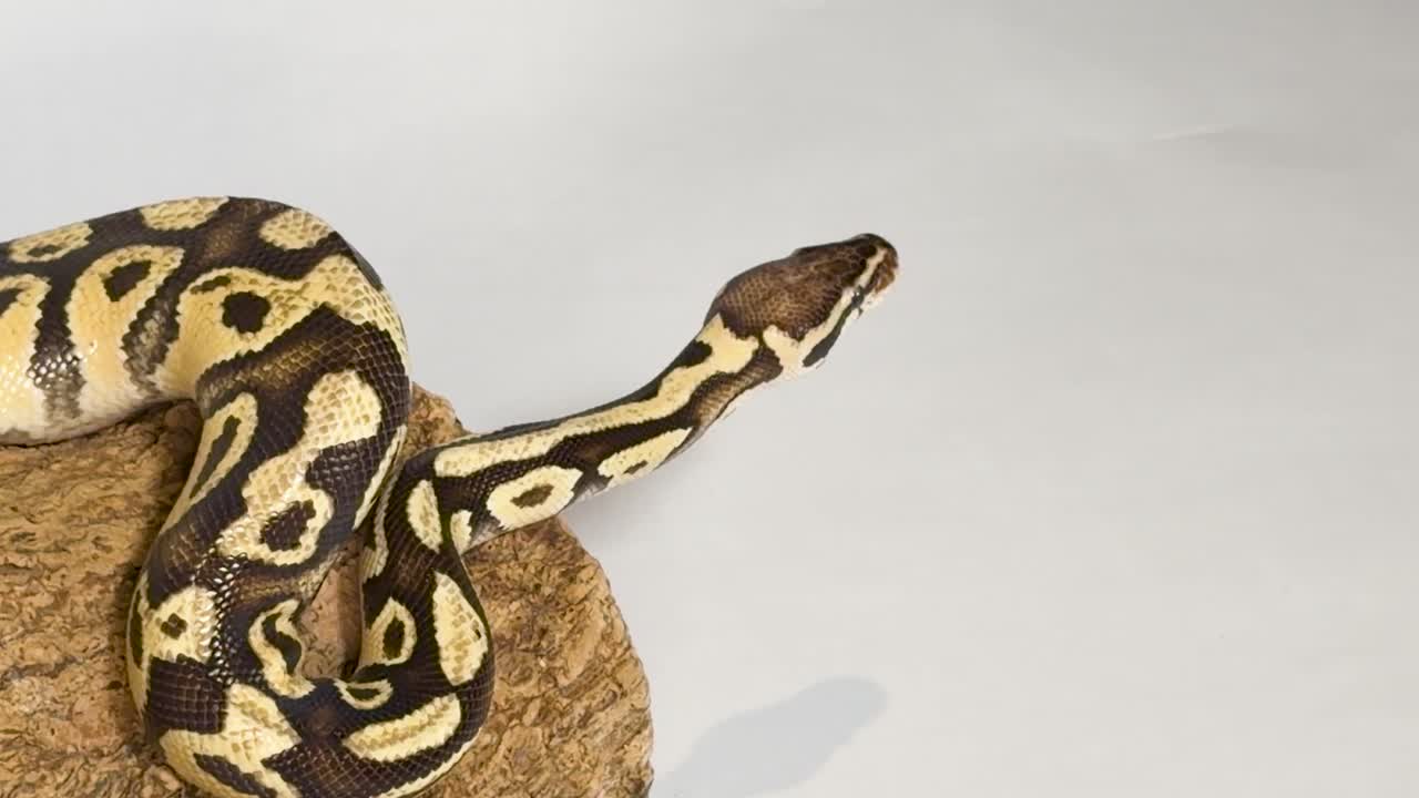Un pitone reale a motivi riposa su un ceppo di legno su uno sfondo bianco da studio