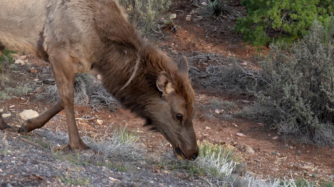 Alce Selvatico Che Pascola sull'Erba Verde in un Habitat Naturale