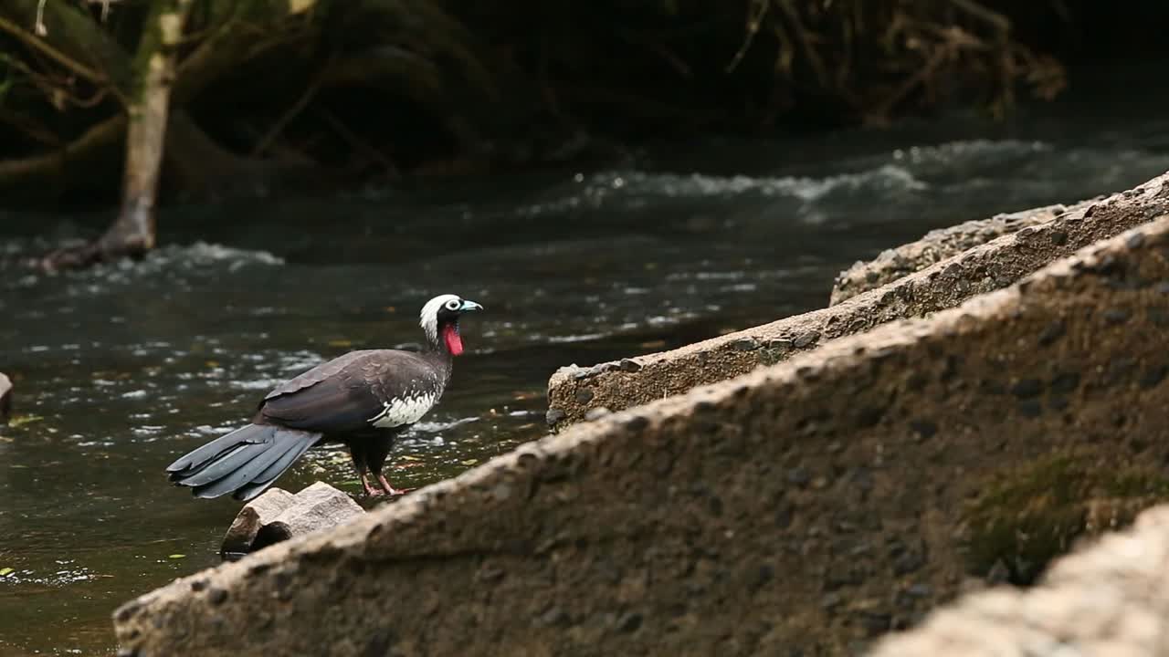 piping-guan de frente negra alimentándose de algas en un río en la selva tropical subtropical de argentina