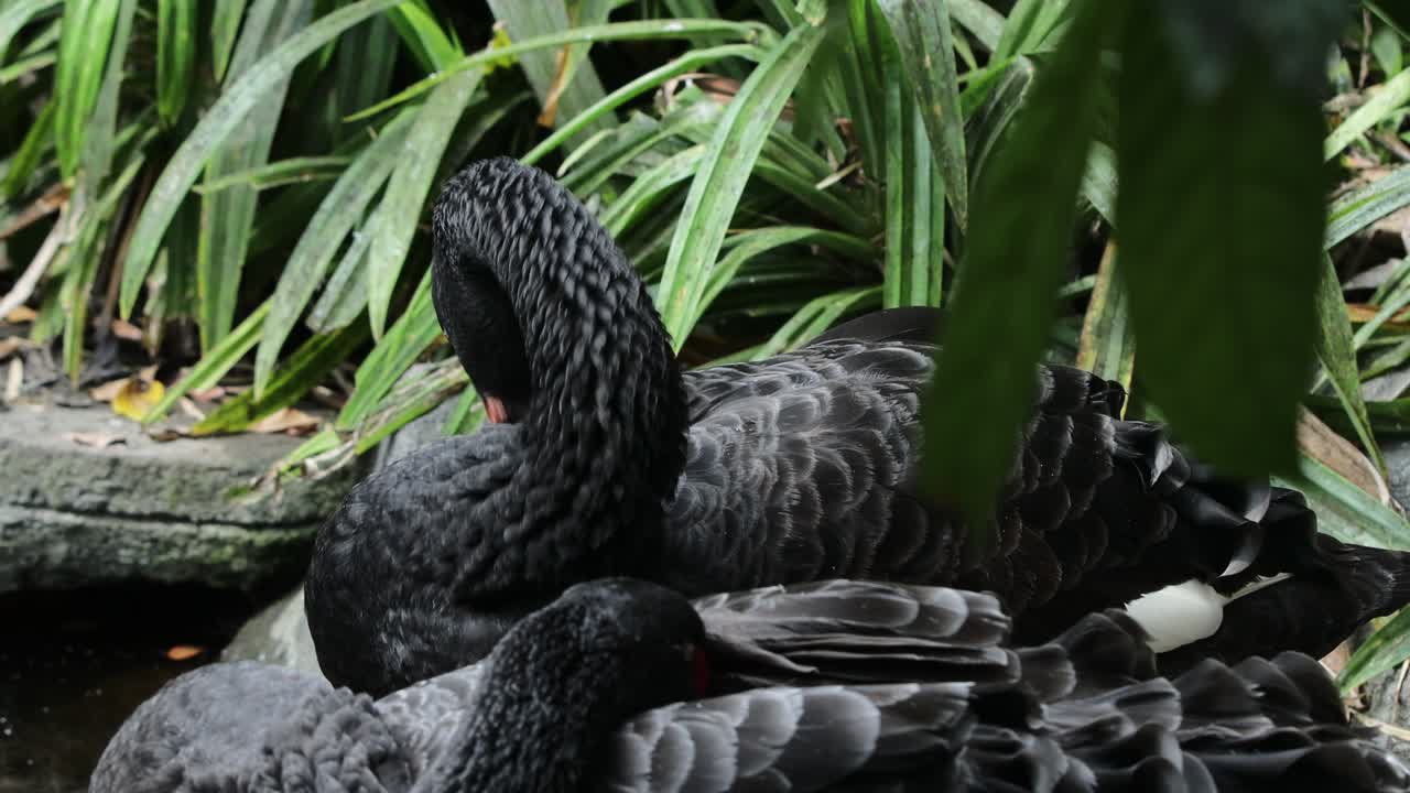 Black Swan Head Close-Up with Detailed Feathers in Natural Habitat