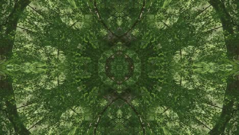 Greenery-Kaleidoscope-using-forest-imagery-from-Wissahickon-Creek,-Philadelphia,-#2