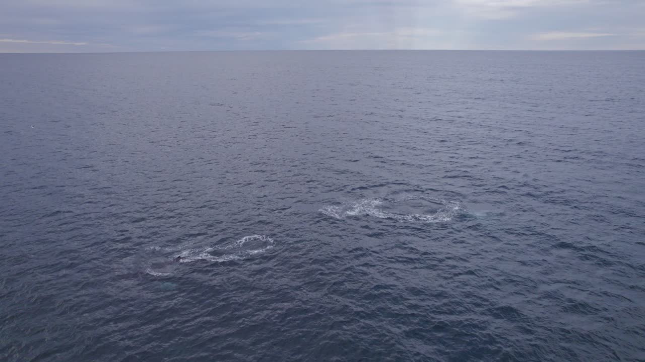 이른 아침에 호주 해안에서 수영하는 혹등고래