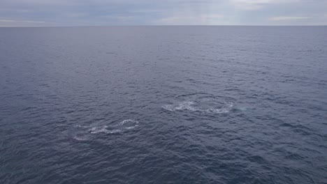 Ballenas-Jorobadas-Nadando-En-La-Costa-Australiana-Temprano-En-La-Mañana