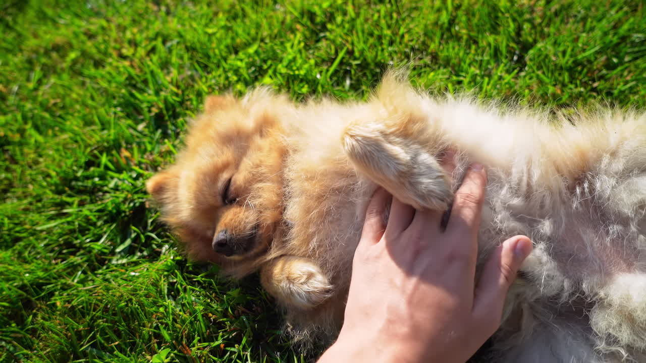 Man's hands caressing a small pomeranian spitz on the grass. First view