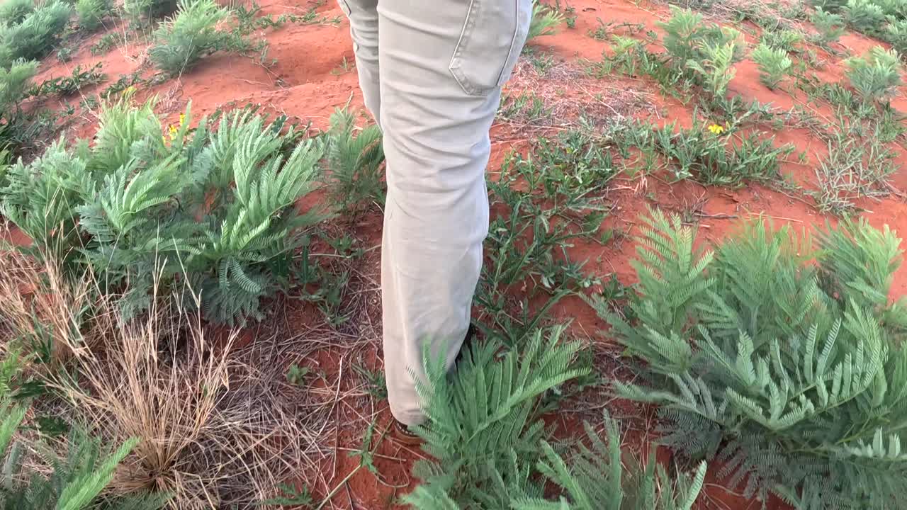 gran ángulo de primer plano de la mitad inferior de un hombre caminando casualmente a través de un paisaje de sabana bushveld con suelo arenoso rojo y plantas verdes